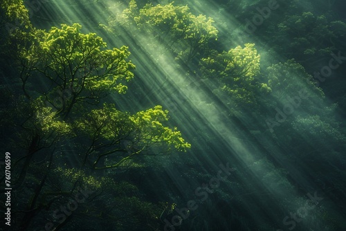 Sunlight sieved through a tree canopy a natural light play