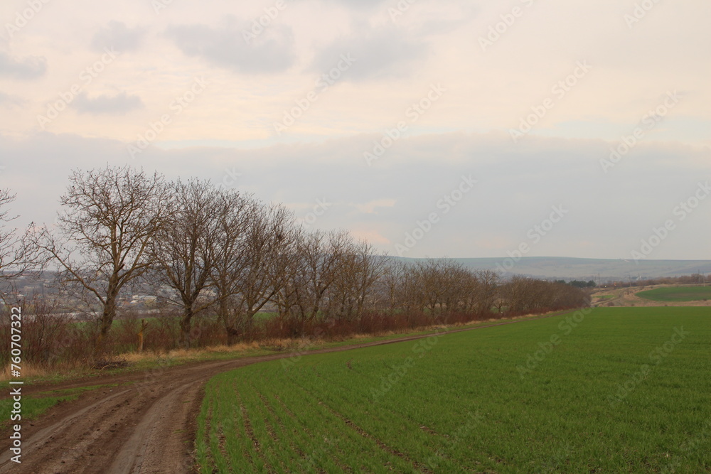 A dirt road with trees and grass on both sides A dirt road with trees and grass on both sides