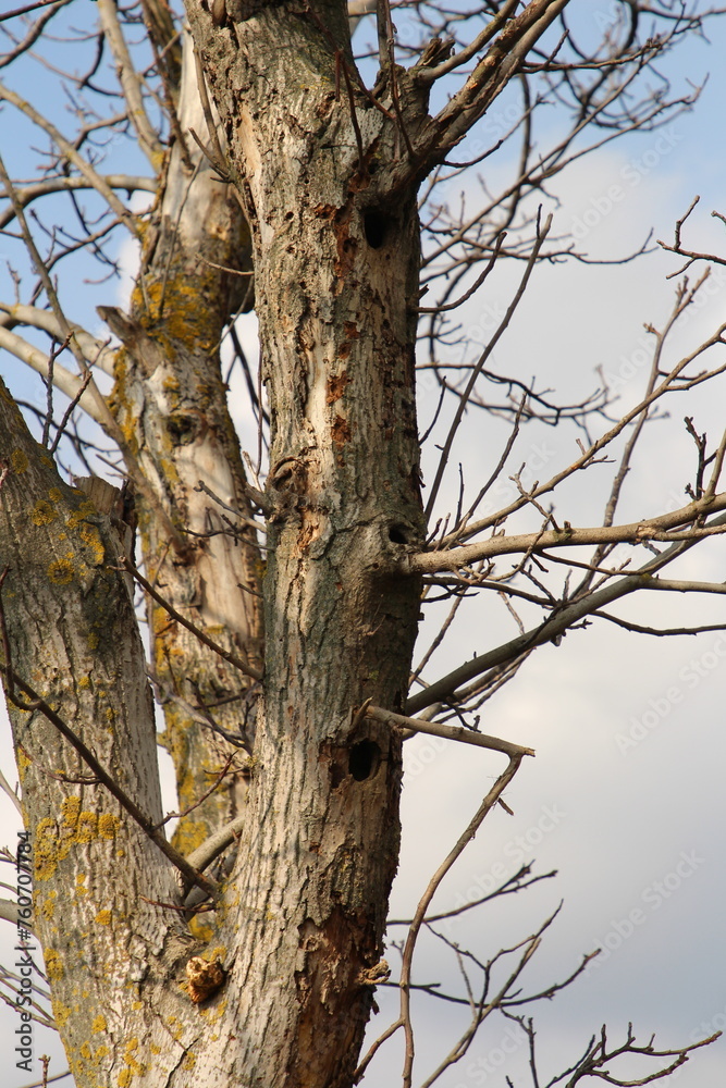 A tree with a yellow and white trunk and branches A tree with a yellow and white trunk and branches