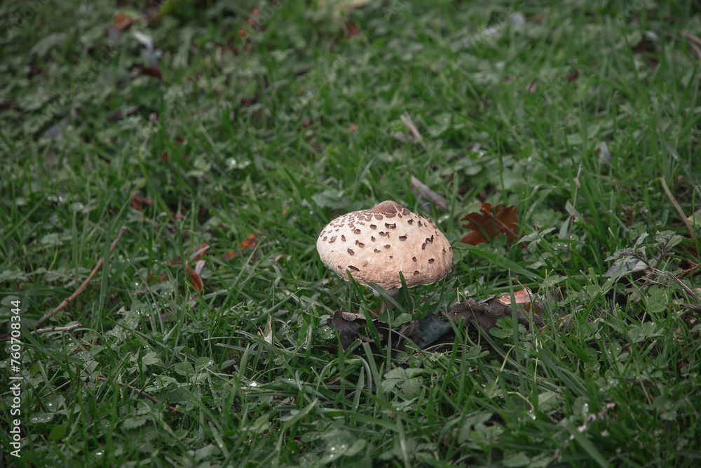 A white mushroom in the grass. Mushroom cap. Porcini mushrooms in the green grass. Lycoperdon perlatum forest mushrooms in the grass close-up.