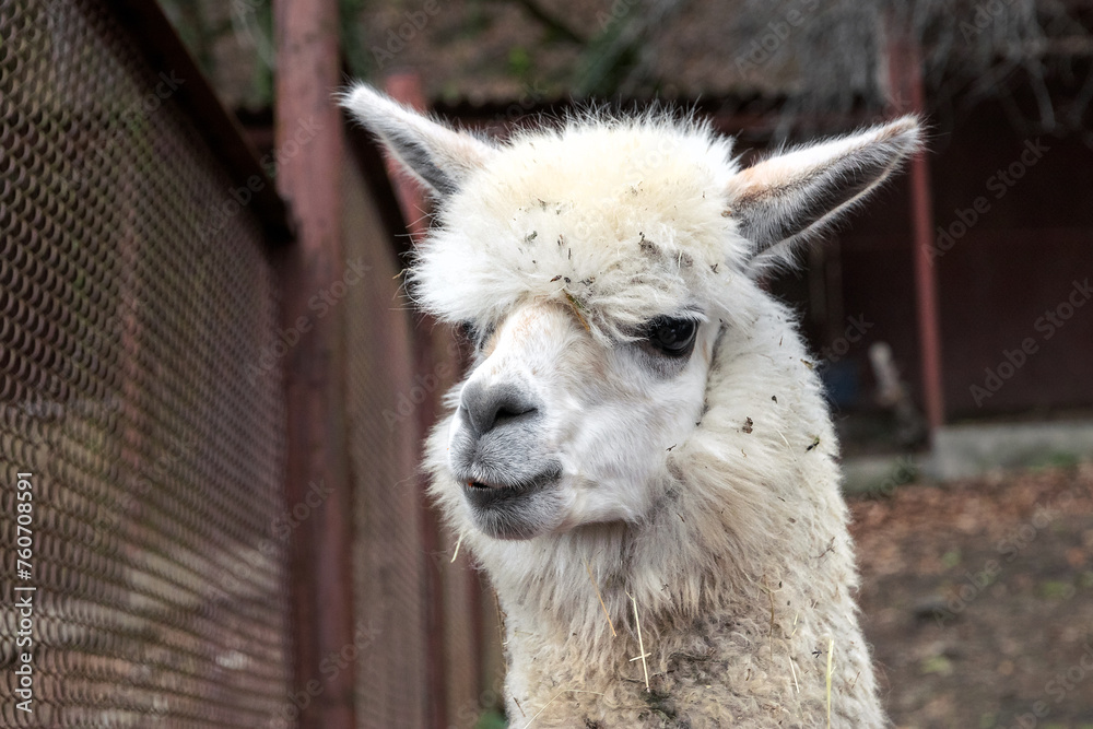 Obraz premium A beautiful and funny alpaca (Vicugna pacos) from a variety of South American camels. A cute alpaca on a farm. Funny white alpaca in an aviary. Alpaca.