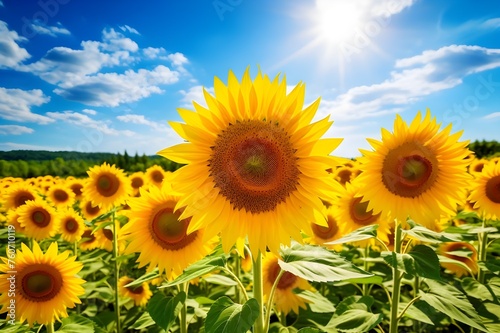 Sunflower Field in Summer  A cheerful scene of a sunflower field in full bloom  radiating warmth and happiness.  