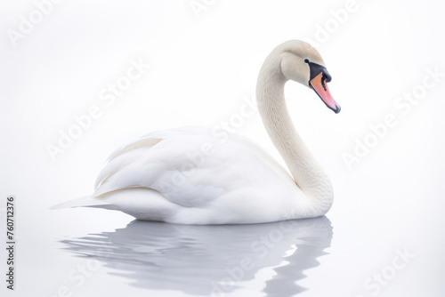 Graceful Elegance  A Majestic White Swan Gliding on Calm Waters with Reflections of Peace and Beauty