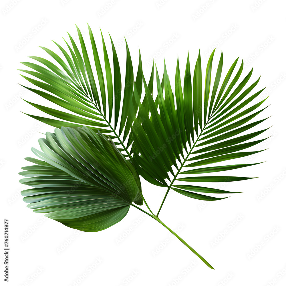 Obraz premium Vector watercolor palm leaves, coconut palm leaves, tropical leaves, variety, ornamental plants, banana leaves, transparent background