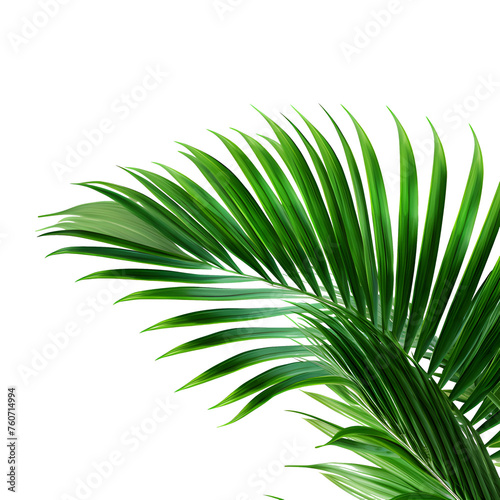 Vector watercolor palm leaves  coconut palm leaves  tropical leaves  variety  ornamental plants  banana leaves  transparent background