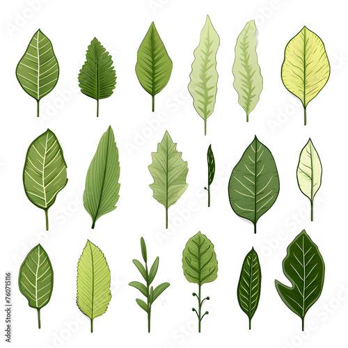Set of tropical leaves, vector, watercolor, variety, ornamental, transparent background © WITCHA