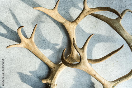 Deer antlers on concrete background