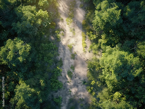 Aerial view of a Sun-dappled glades  wildlife sightings  peaceful retreats 