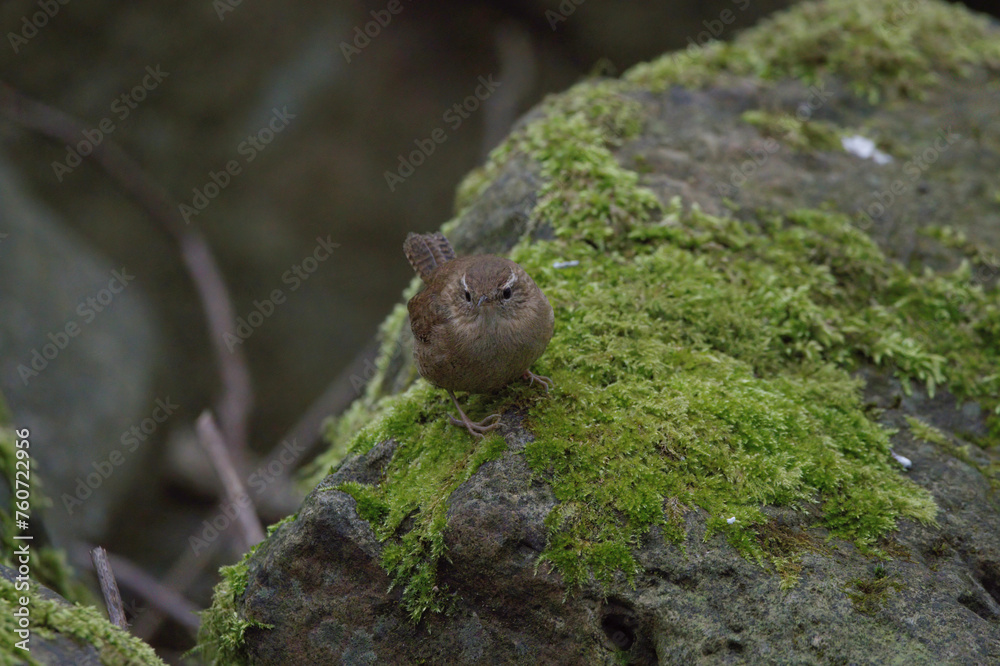 Wren