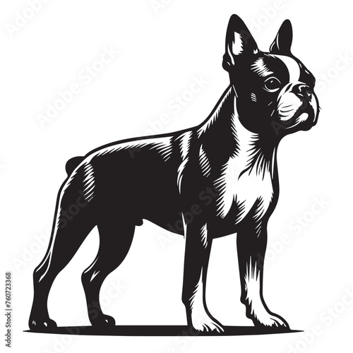 Boston Terrier dog Silhouettes, Boston Terrier dog sitting pose silhouettes, Boston Terrier dog Standing and jumping silhouettes, cute dog on white background, Boston Terrier