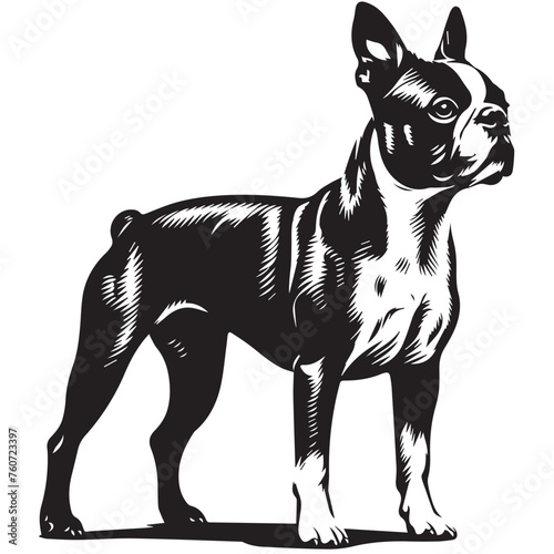 Boston Terrier dog Silhouettes, Boston Terrier dog sitting pose silhouettes, Boston Terrier dog Standing and jumping silhouettes, cute dog on white background, Boston Terrier