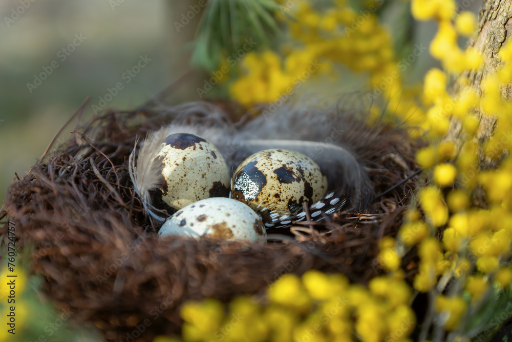 Spring, forest bird's nest on a branch with eggs. Spring, forest bird's nest on a branch with eggs.