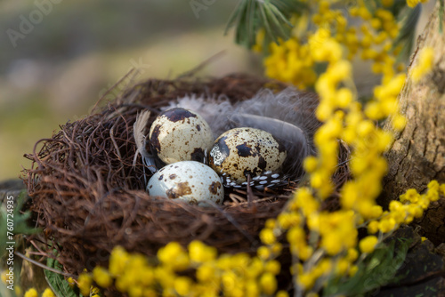 Spring, forest bird's nest on a branch with eggs.