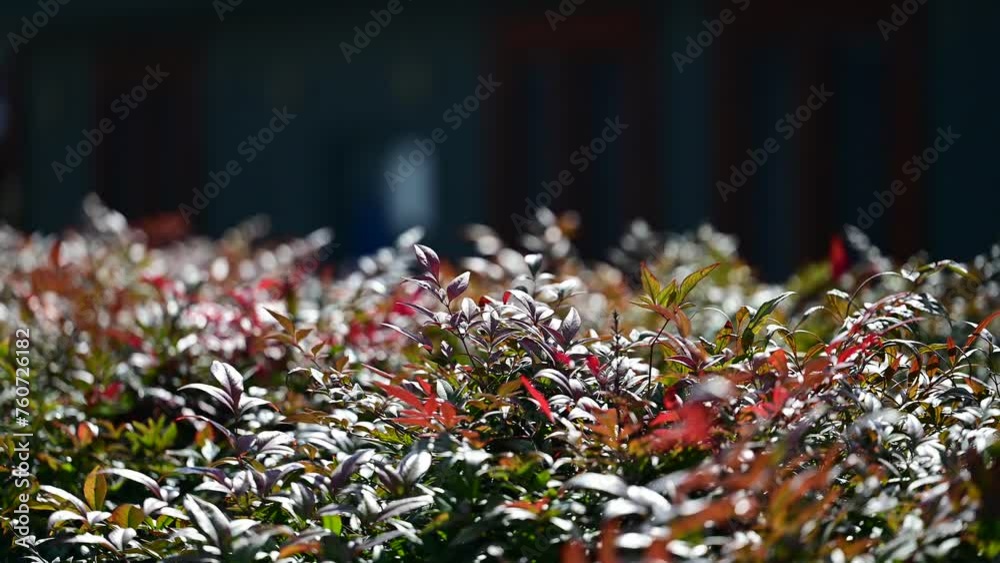 Nandina – Heavenly Bamboo Nandina – Heavenly Bamboo