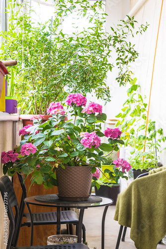 Terrace with various of plants, blooming hydrangea flowers photo