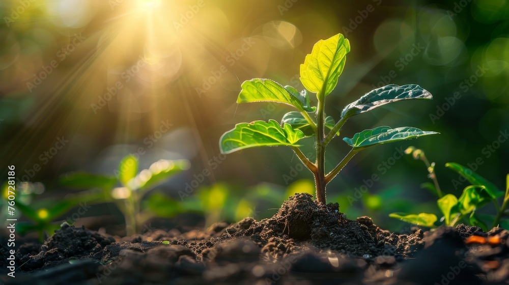 Illustrate the enchanting process of a seed evolving into a thriving plant Illustrate the enchanting process of a seed evolving into a thriving plant