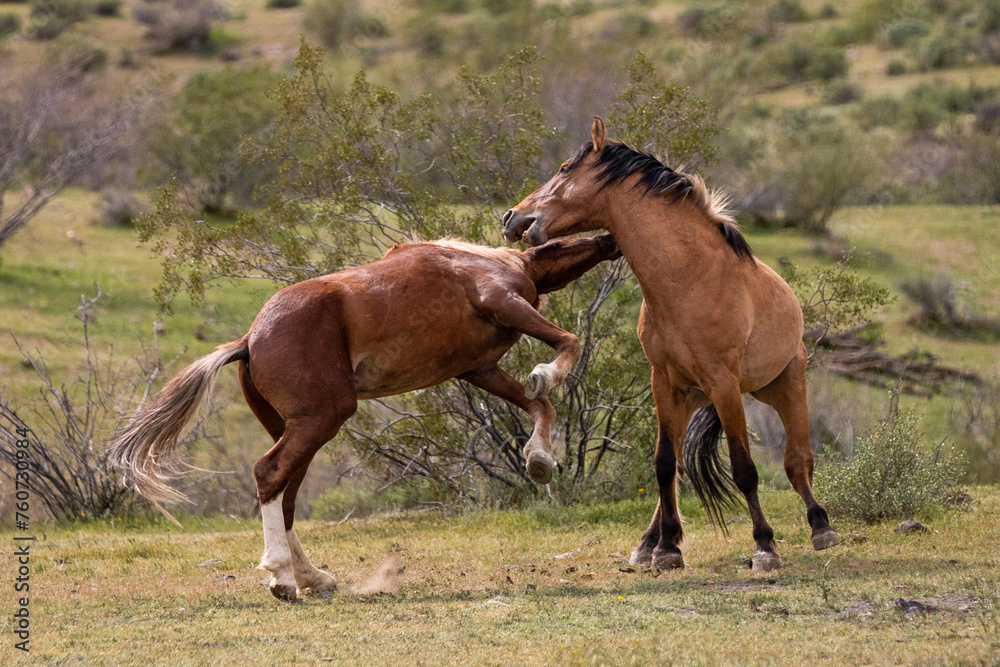 Wild horse stallions fighting in the Salt River wild horse management area near Mesa Arizona United States