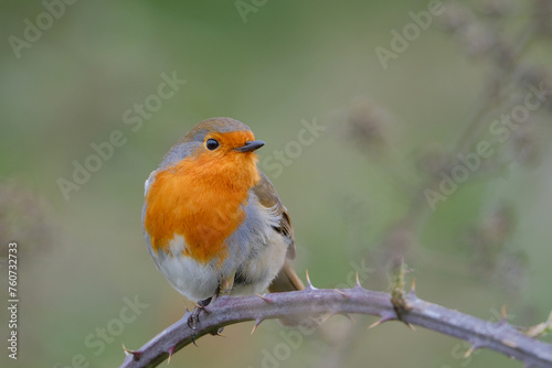 Robin perched on a rose twig. Green background