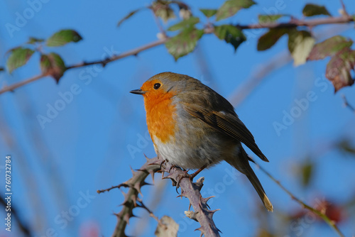 Robin (Erithacus rubecula) perched on a rose twig. Blue sky background
 photo