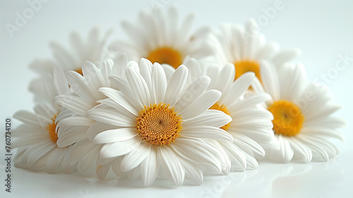 Medicinal chamomile flowers on a white background