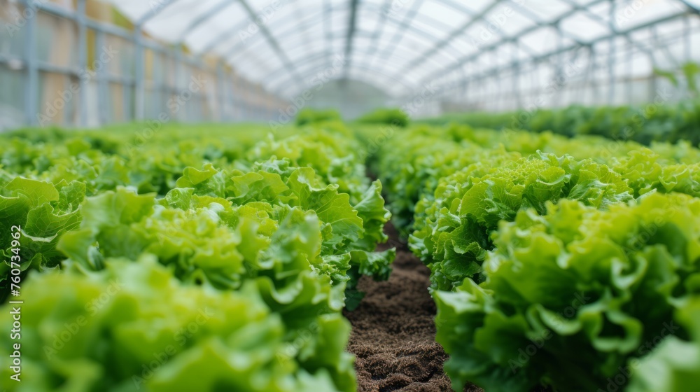 Growing harvest and producing of salad cultivation. Concept of small eco green business organic farming gardening and healthy food Growing harvest and producing of salad cultivation. Concept of small eco green business organic farming gardening and healthy food