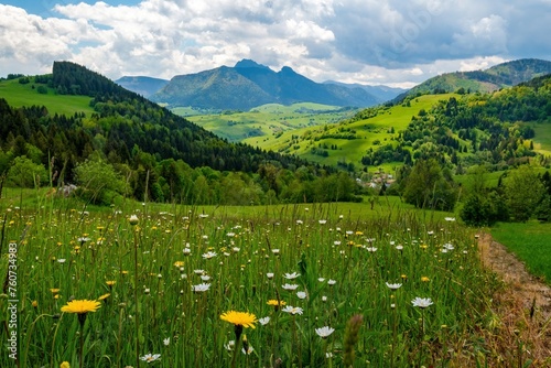 Meadow full of beautiful mountain flowers in the background of the Mala Fatra mountains. Discover the spring beauty of the mountains.