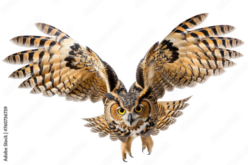 Fototapeta premium owl isolated on white background Real daytime first person perspective