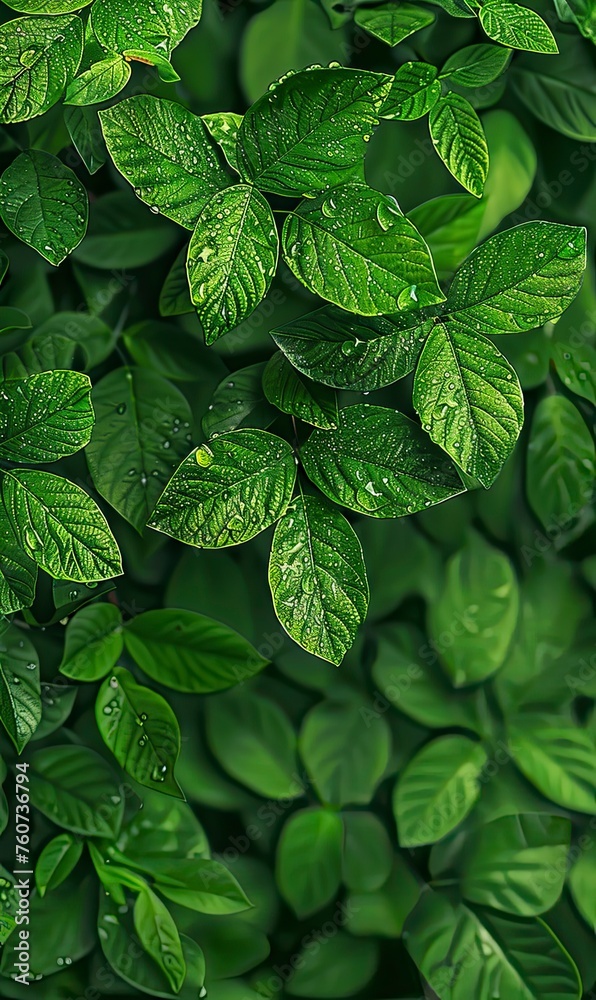The foliage. Background, wallpaper The foliage. Background, wallpaper
