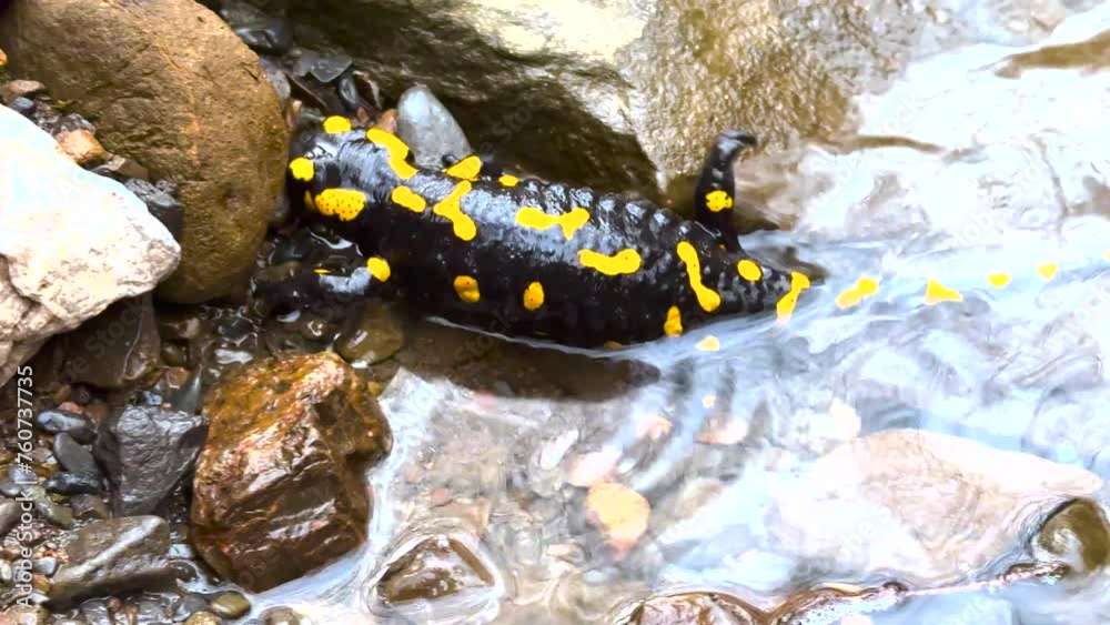 a clear mountain river from the peaks of the Carpathians, it is inhabited by fire salamanders, beautiful rare slow-moving amphibians a clear mountain river from the peaks of the Carpathians, it is inhabited by fire salamanders, beautiful rare slow-moving amphibians