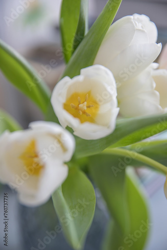 Fototapeta Naklejka Na Ścianę i Meble -  Bouquet of white tulips in the interior