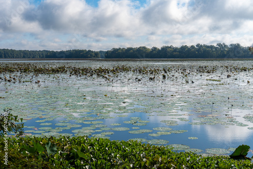 Arkansas Post National Memorial. American Lotus (Nelumbo lutea) in the Post Bend and Post Bayou. Site of first European settlement in Mississippi Alluvial Plain and present-day U.S. state of Arkansas. photo