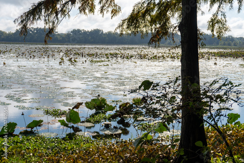 Arkansas Post National Memorial. American Lotus (Nelumbo lutea) in the Post Bend and Post Bayou. Site of first European settlement in Mississippi Alluvial Plain and present-day U.S. state of Arkansas.