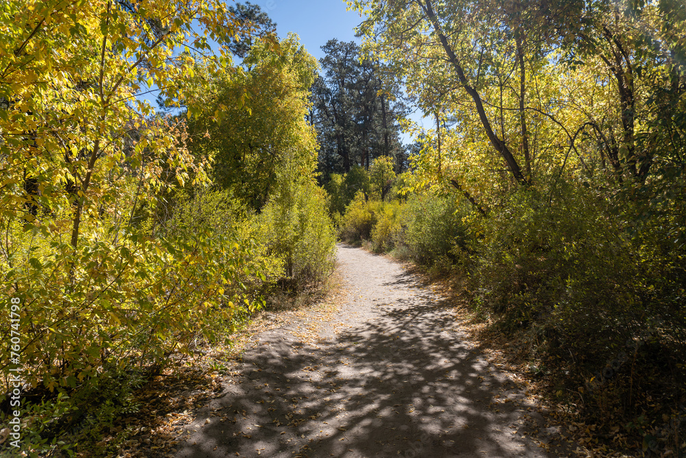 Bandelier National Monument, New Mexico. Trail along Frijoles Creek (El Rito de los Frijoles)  through Frijoles Canyon with golden Cottonwood trees in the autumn. 