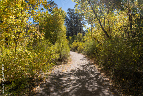 Bandelier National Monument  New Mexico. Trail along Frijoles Creek  El Rito de los Frijoles   through Frijoles Canyon with golden Cottonwood trees in the autumn. 