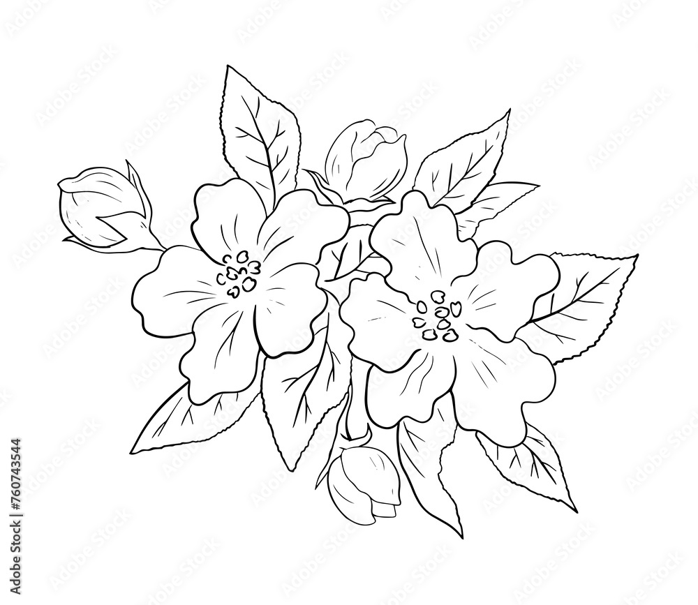 Cherry tree is blooming in the garden. Spring nature. Beautiful branch with flowers. Beauty of nature. Vector black and white illustration. Hand drawn outline