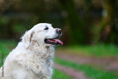 A purebred white golden retriever portrait taken in the a forest trail with lots of green vegetation
