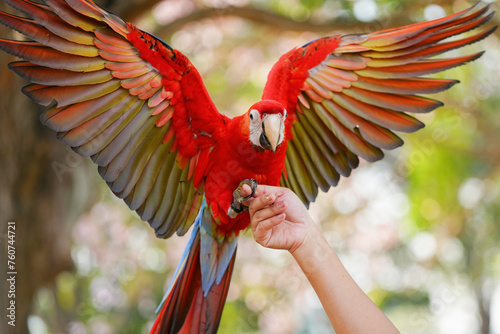 green wing macaw parrot show in the park photo