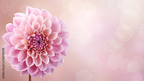 A wonderful flower on background, a natural sight to see. Colorful and vibrant, it's a beautiful decoration. © IgitPro
