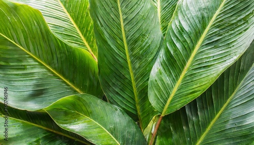 close up group of background tropical green leaves texture and abstract background tropical leaf nature concept