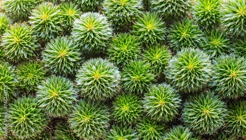 top view green moss for background texture close up