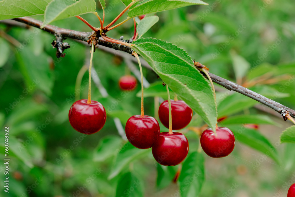 Close up on big Cherries hanging on a cherry tree branch. cherries hanging on cherry tree branch with green leaves and blurred background Close up on big Cherries hanging on a cherry tree branch. cherries hanging on cherry tree branch with green leaves and blurred background