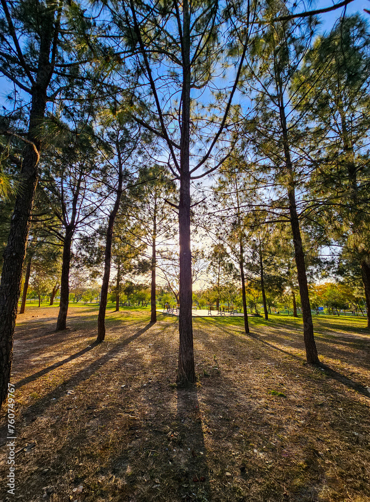 Tall pine trees in park with long shadows 