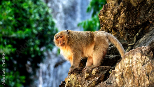 monkey on a rock in nature