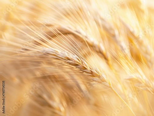 close-up details of wheat or barley  with a focus on the golden hues and textures of the grain  evoking a sense of agriculture and harvest