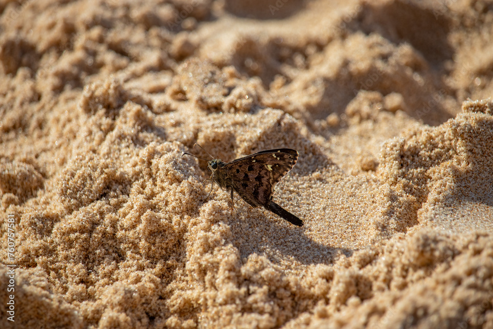 dorantes longtail on the beach sand