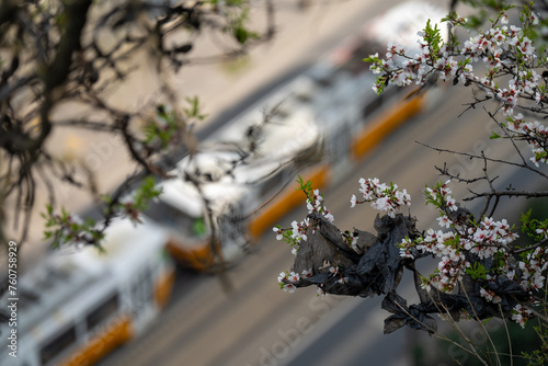 Budapest, Hungary - Almond tree branch covered with plastic bag. Environmental pollution. Tram on the background. photo