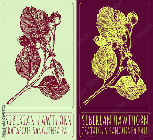 Vector drawing SIBERIAN HAWTHORN. Hand drawn illustration. The Latin name is CRATAEGUS SANGUINEA PALL