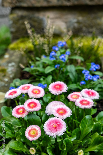 Marguerite daisies and blue flowers are blooming in a flowerbed
