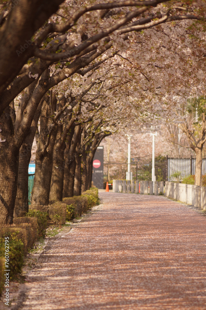 桜並木の春の道