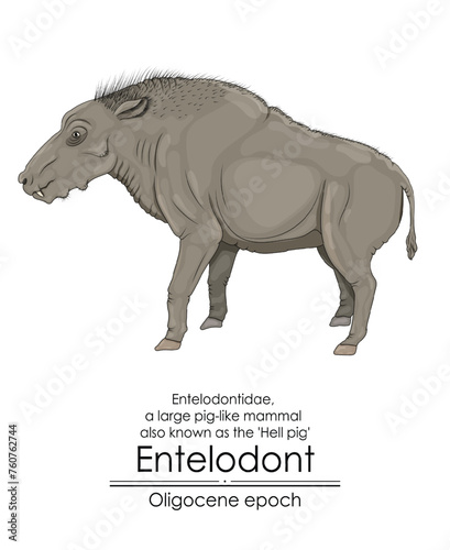 Entelodont, also known as the hell pig, was a large pig-like mammal from the Oligocene epoch.